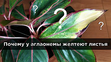 4 причины, почему у аглаонемы желтеют листья. Разбираем, что делать