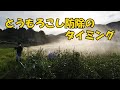 とうもろこしの防除タイミング21/6/20＃1252