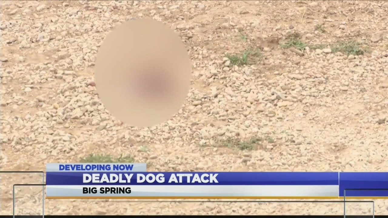 Deadly dog attack in Big Spring - YouTube