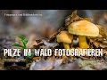 Pilze im Wald fotografieren