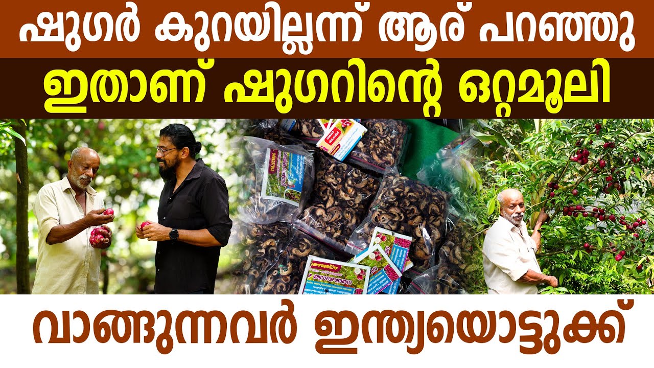ഷു​ഗർ നിയന്ത്രിക്കാനുള്ള ഒറ്റമൂലി, ദാമോദരൻ ചേട്ടനിന്ന് ജീവശ്വാസം I Mahkota Dewa Fruit I God's Crown