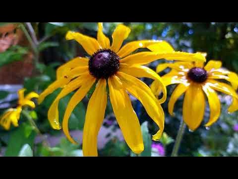 Многолетники, которые я вырастила из семян. - YouTube