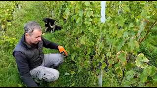 Harvest day in the valley at Clos Vieux Rochers