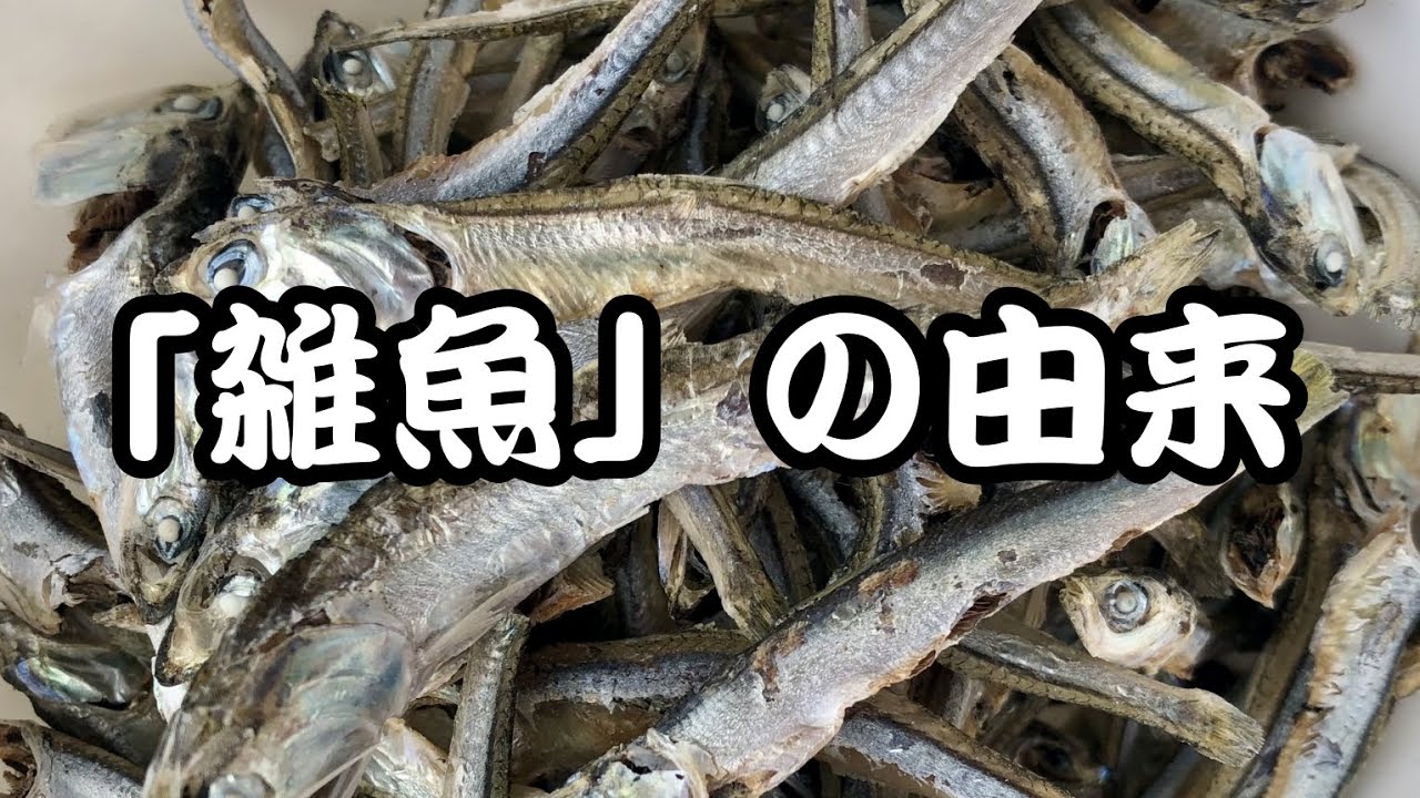 「雑魚」という呼び名の由来 - YouTube
