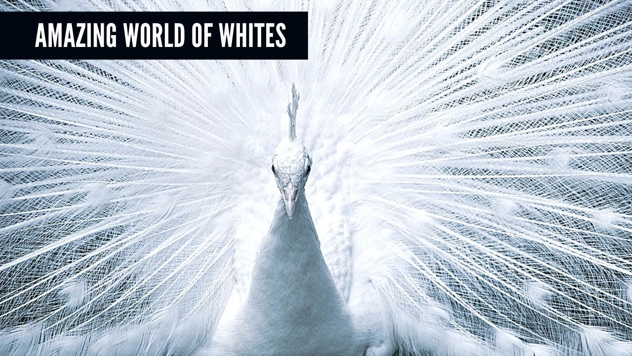 Most amazing white animals on earth