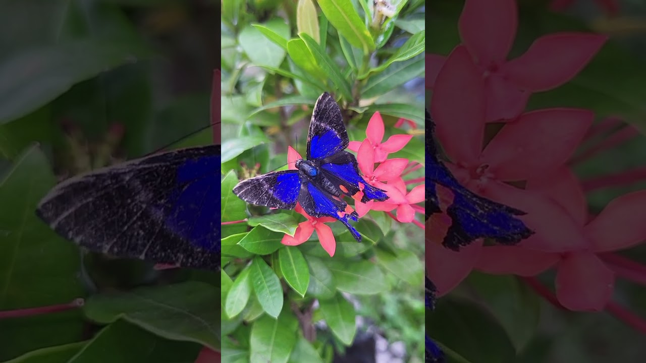 Rhetus periander / Blue doctor butterfly YouTube