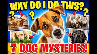 The 7 Weird Things Dogs Do    and What They Really ean