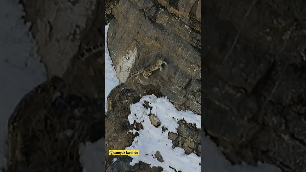 a male Snow Leopard follows the lead of its female in spiti valley. 