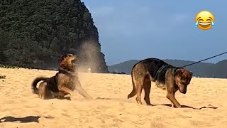 Some time my dog is smart, sometimes not | Pets Island by Pets Island 910 views 3 weeks ago 12 minutes, 32 seconds