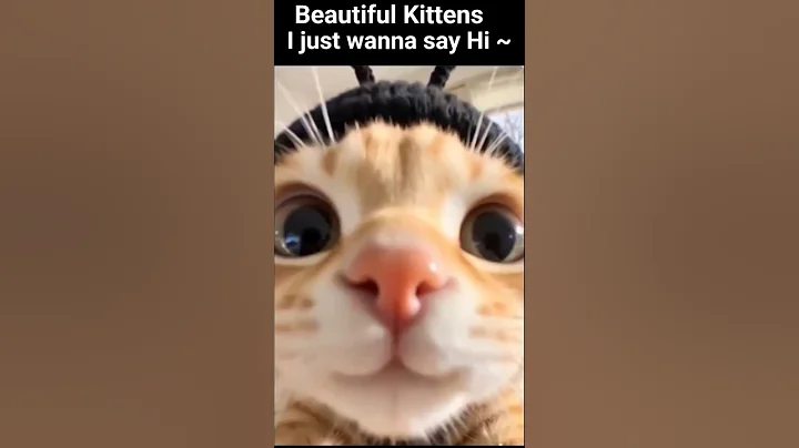 Watch the video about Pretty Little kittens 😸 #kitten #cats #kittenvideos #catvideos #funny #funnyvideo #relaxingmusic