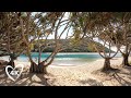 Surf beach  tropical forest walk  relaxing 4k virtual tour burleigh heads national park australia