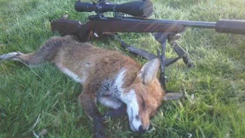 Foxing with the .223