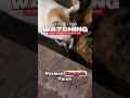 siibu kucing yang baik buat anaknya malah sikucing laki yang edan🤣 #animals #kucing #short
