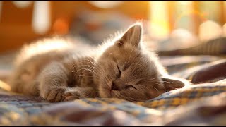 Calming Music for Cats and Kittens | Anxiety Relief Music for Cats