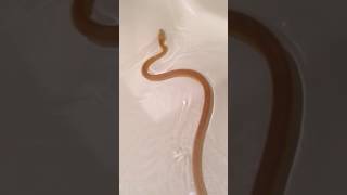 Famous lavender goldenchild retic Net Worth