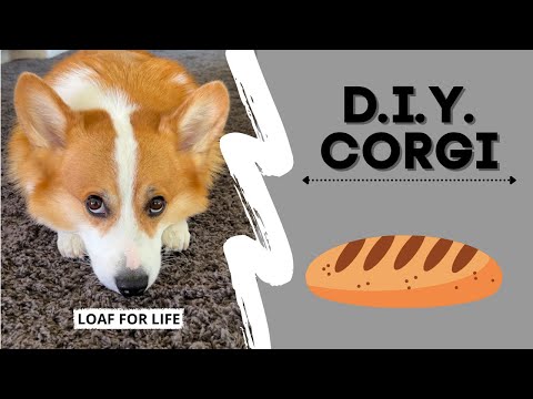 Video: Padarīt Corgi Loaf