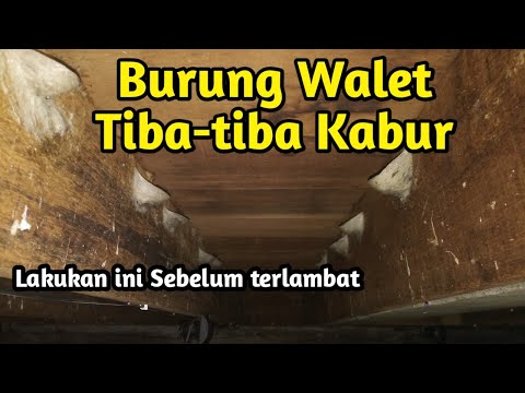 Video: Ke manakah burung burung walet pergi pada musim panas?