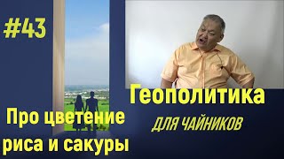 Геополитика Для Чайников #43 Про Цветение Риса И Сакуры