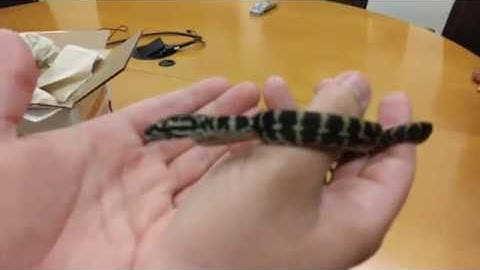 Unboxing Live Jungle Carpet Python