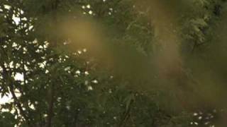 DVX100B Test Footage 24P