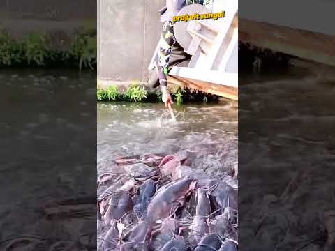 REZEKI NOMPLOK‼️ Nemu Sarang Lele di Sungai Deras, Sekali Serok Langsung Panen 😱🐟 #fishing #bigfish