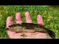 🐟Ловля Ротана. Рыбалка на Озере на Летний Боковой Кивок, Мормышка, насадка Опарыш, кивок Арбалет