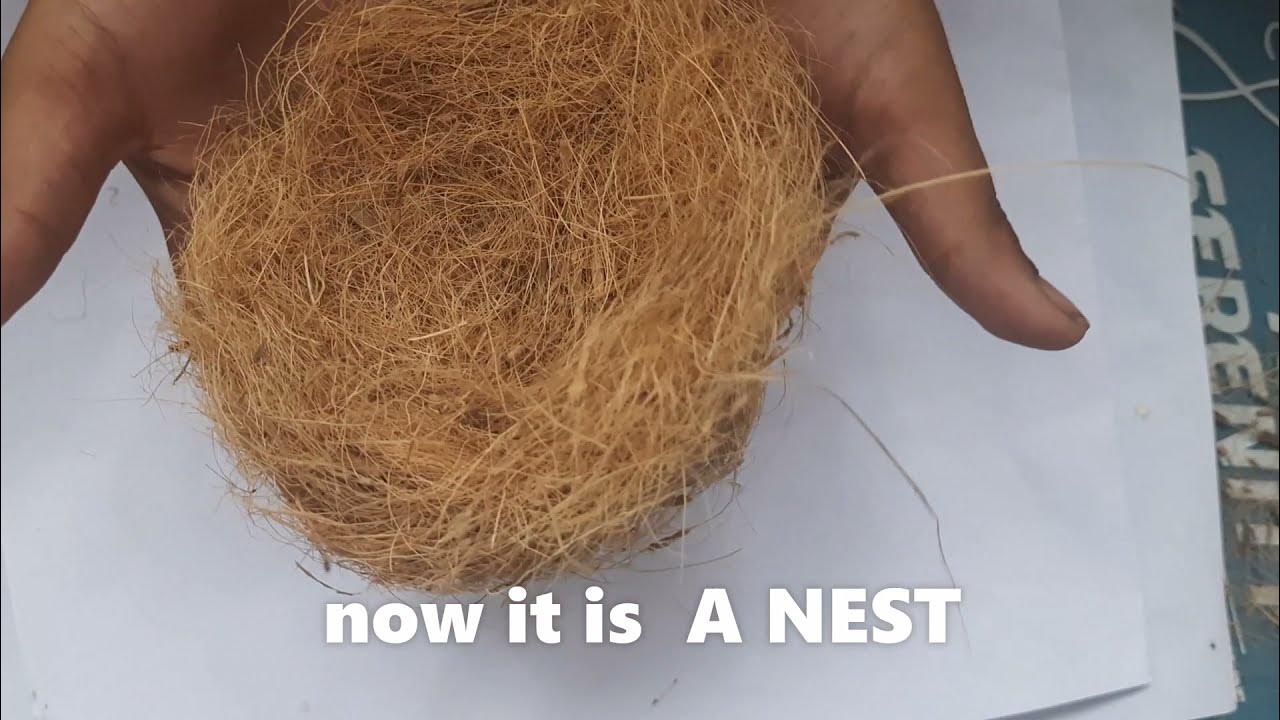 How to make a bird nest at home budgie nest at home in 5 mins & zero