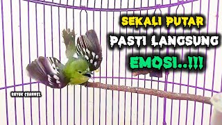 Suara Burung sirtu cipoh gacor pancingan bikin emosi lawan✅️