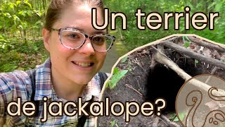 Des terriers de jackalopes? - Vlog 2