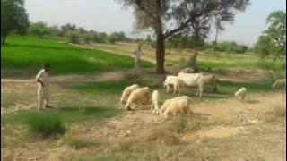 Ho Dilri lutti tain yar sajan kethay mor muharan aa watan by Attulha Khan Esakehlvi