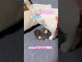 ネコと子ネコとおじさん 2023パヤパヤ時代シリーズ赤ニャン&星ニャン #shorts #猫のいる暮らし #cat #kitty #毛玉ニャンコ #星ニャン