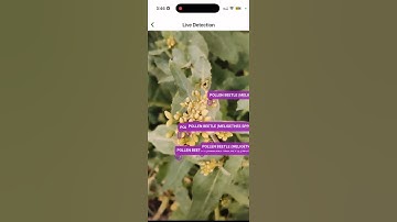Pezego Demo: Transforming Pest Management with AI #Shorts