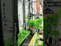 Automatic Nursery Pruning Tool : How Plants Get Clean Growth