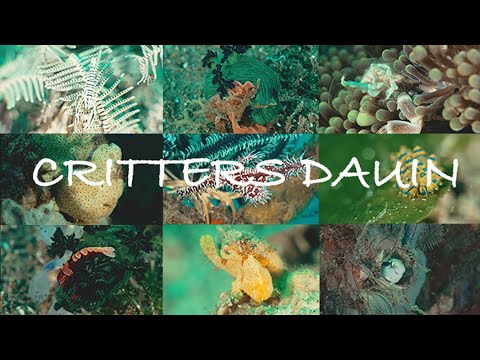 Muck Diving in Dauin: Das Critter-Paradies auf den Philippinen 🦀 (Negros 03/2025)