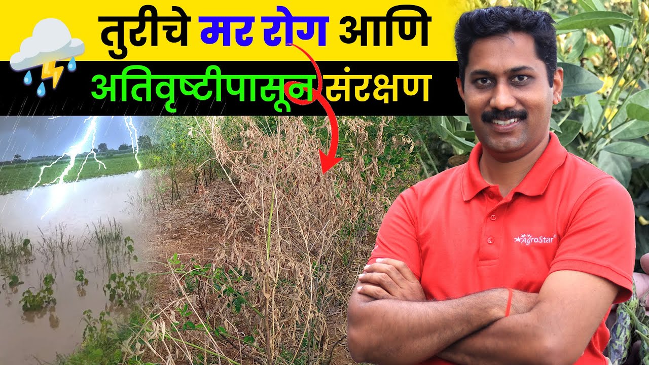 शेंडा खुडणीने तुरीचे उत्पादन कसे वाढते? तूर लागवड सविस्तर माहिती #agrostar #tur #redgram