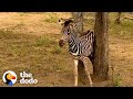 Rescued Baby Zebra Can’t Wait To Reunite With Mom and Dad | The Dodo