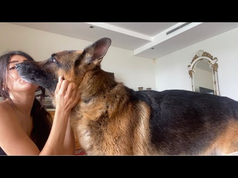 German shepherd loves hugs and kisses.