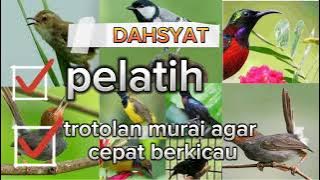 Masteran burung kecil!!PELATIH Trotolan murai batu !!masteran trotol murai agar cepat berkicau