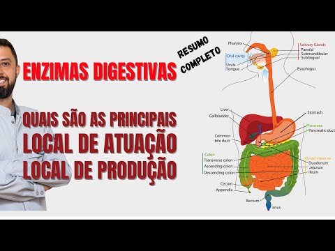 Vídeo: Onde são produzidas mais enzimas digestivas?