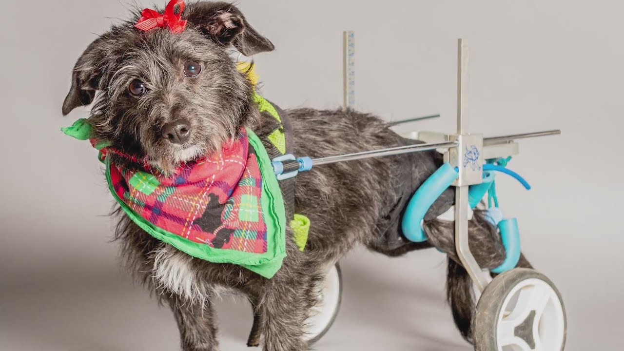 A dog who survived a gunshot wound, now has a new lease on life - YouTube