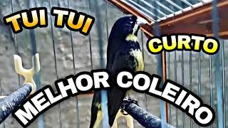 MELHOR COLEIRO TUI TUI CANTO  CURTO P/ APRENDIZADO D/SEU PARDO!