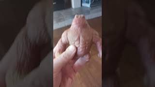 Me And My Monkey Monkey Doesnt Wear Any Pants