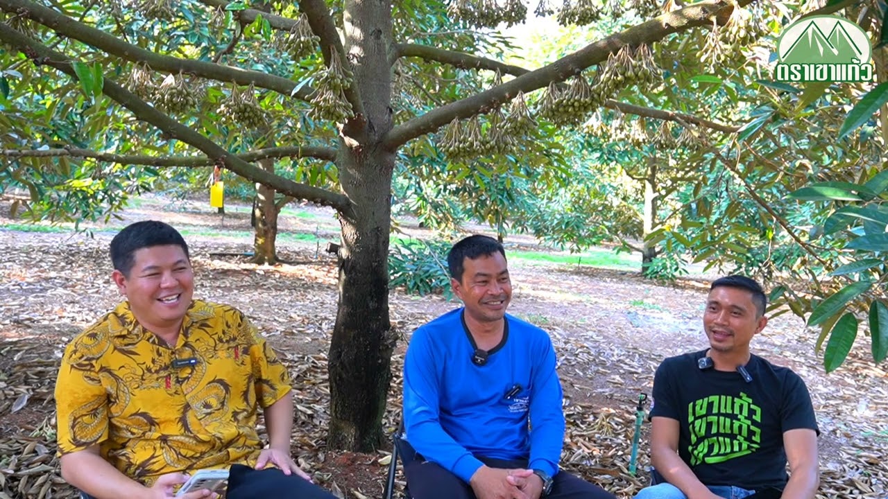 EP.20 UPDATE! ตัวยากำจัดเพลี้ยไฟและไรแดงในแปลงทุเรียน|ปุ๋ยตราเขาแก้ว (OFFICIAL)