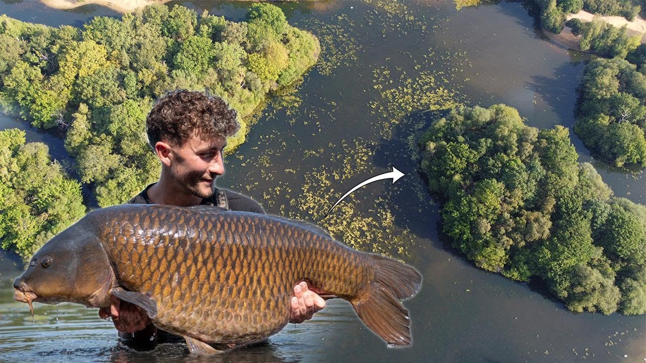 THE BEST CARP IN LONDON - The Island Campaign