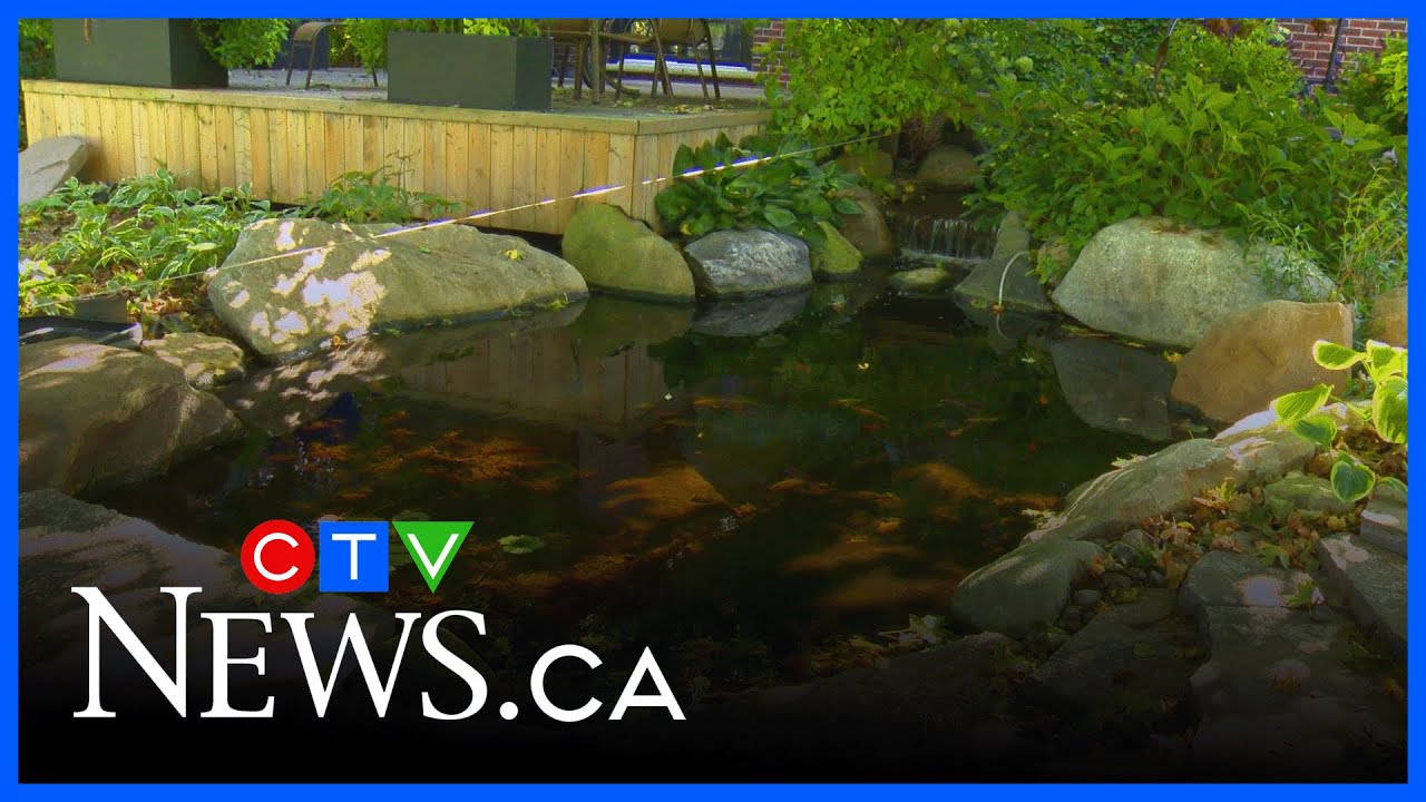 Get Growing: Preparing your pond for winter