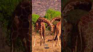 El increible cuello de la jirafa       #shorts #viral #video #youtube #animales #fyp #fypシ #fy