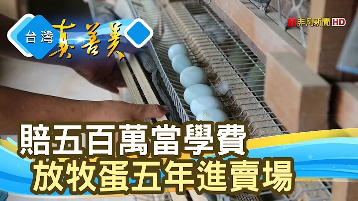 坚持初衷“自然放牧蛋”【台湾真善美】2019.07.07 - 天天要闻