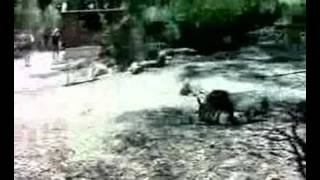 10 Feb 2008 - Day 4 In Perth - Kangaroo