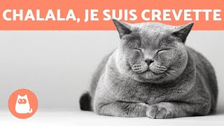 Why is my cat sleeping a lot? Is this normal? 🐱💤