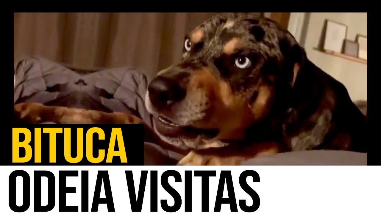 Bituca cachorro